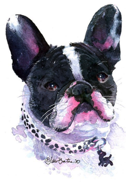 FRENCH BULLDOG